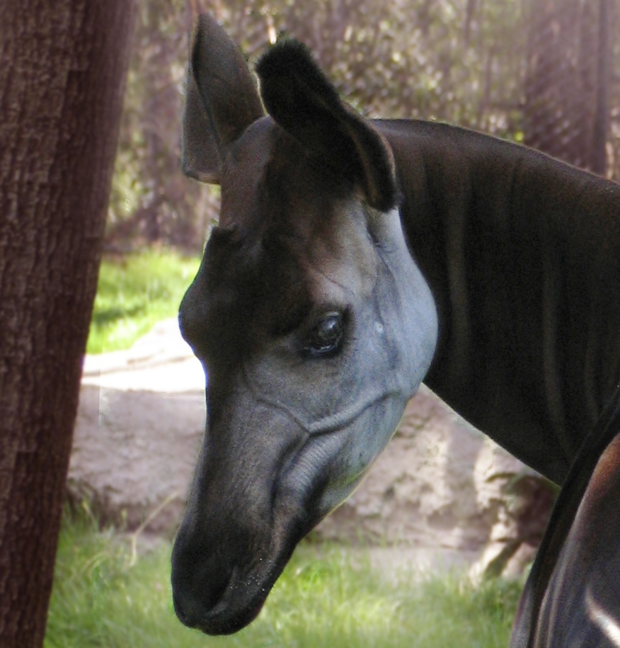 Welfare of Captive Okapi