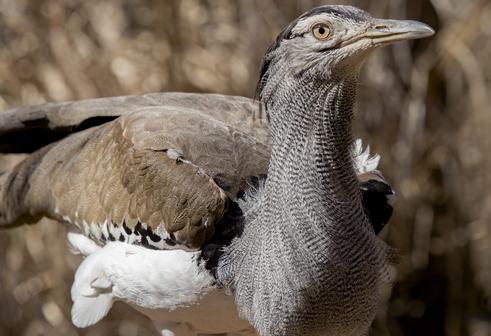 Breeding and Behavior in Captive Kori Bustards