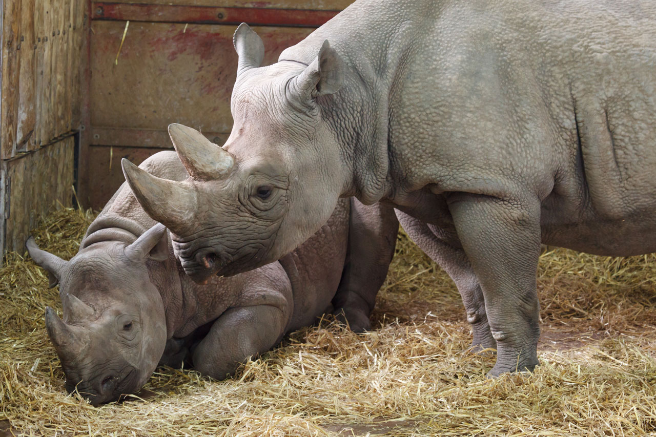 Calf Development and Maternal Behavior in Black Rhinos